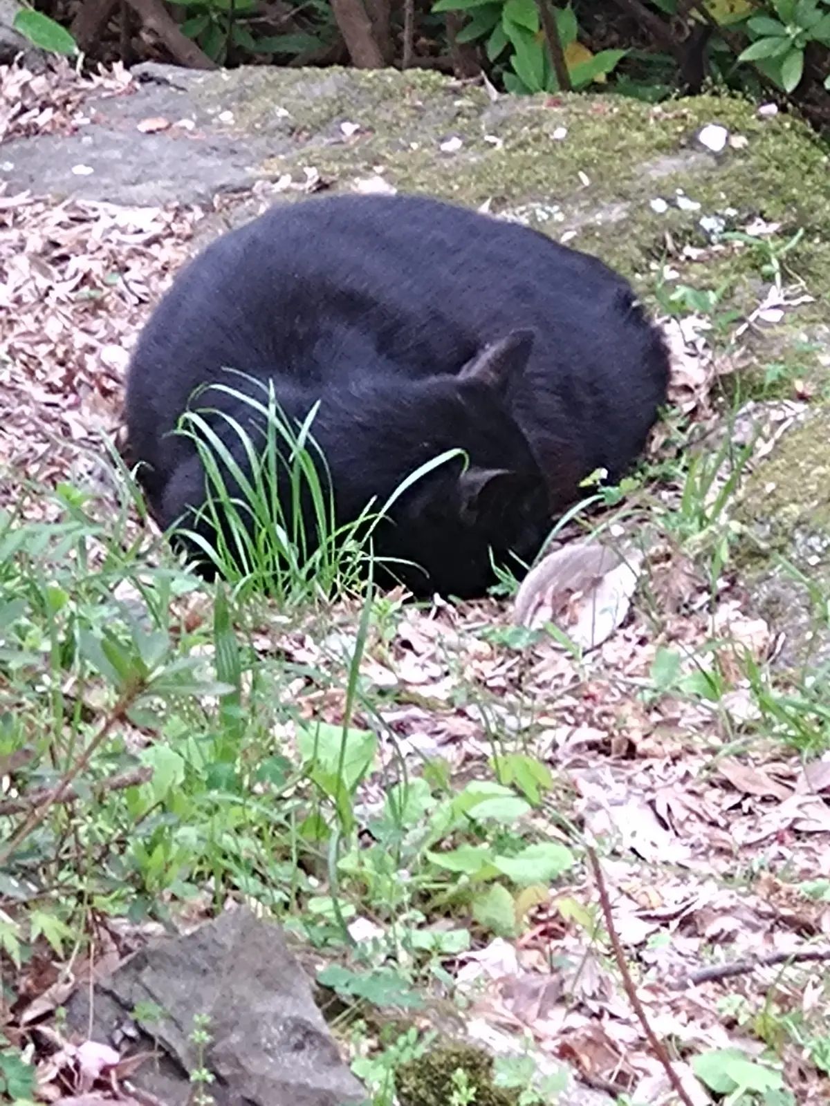 お寺に捨てられた元飼い猫たちがこれ以上増えないようにしたい。【地域猫活動】