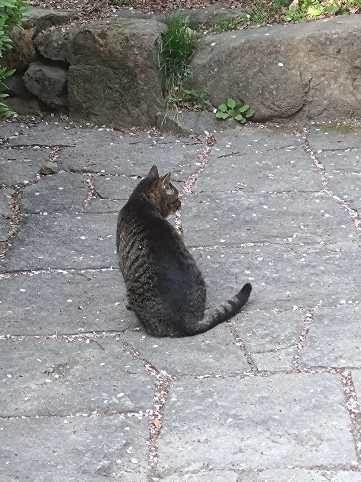 4/3-4/5の活動報告【きっかけから地域猫活動申請まで】