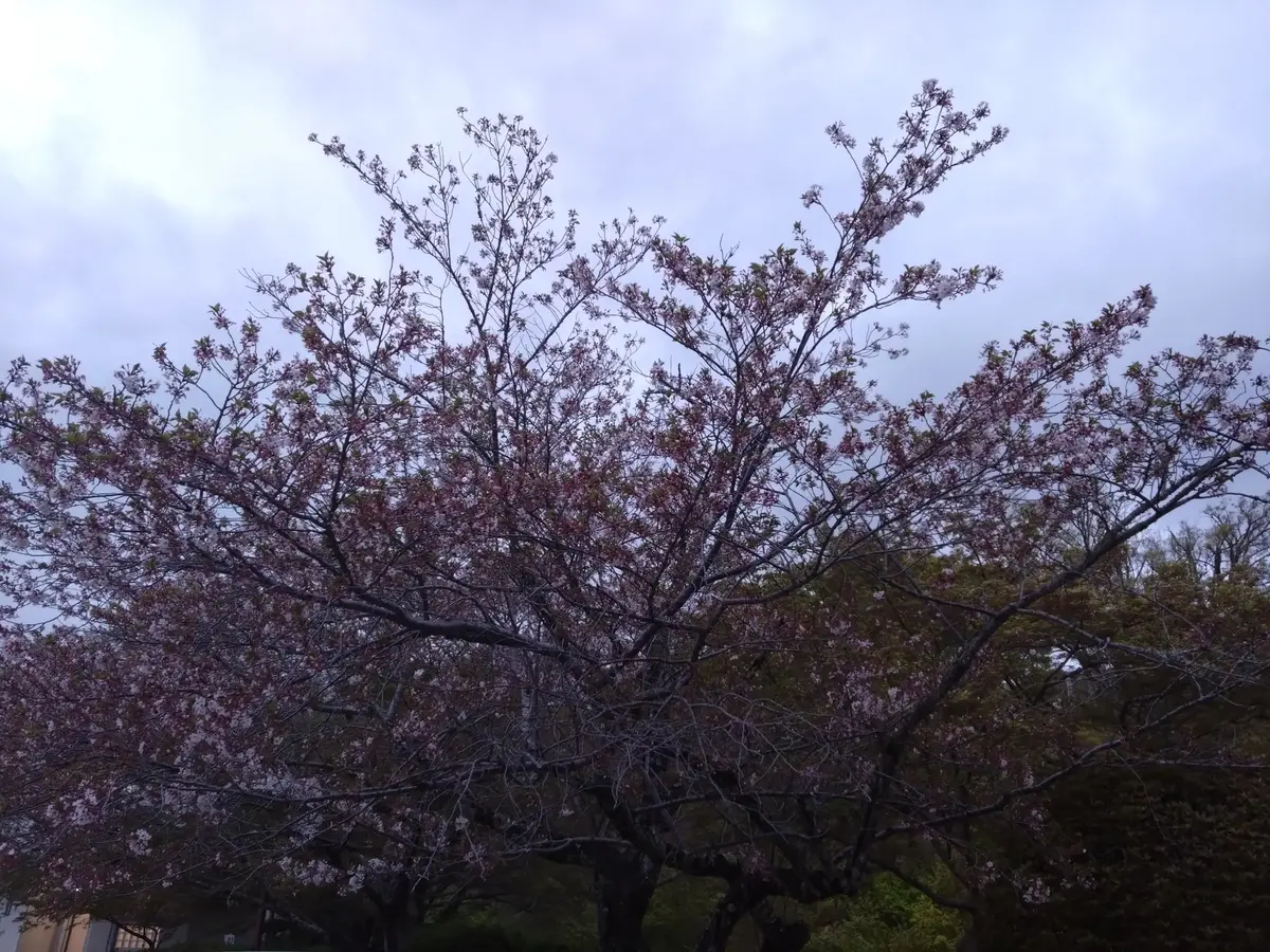 4/6-4/8【里親さまへのお届けと2匹捕獲】