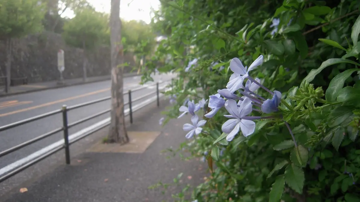 道端でひそかな情熱が咲いていた。