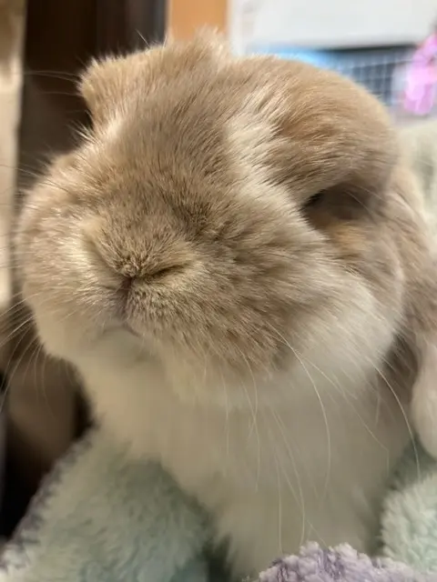 明日からうさフェス🐰