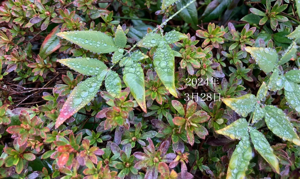 3月28日