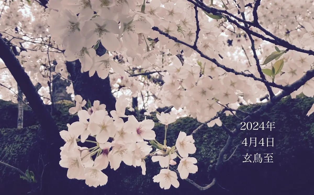 4月3日　つばめきたる