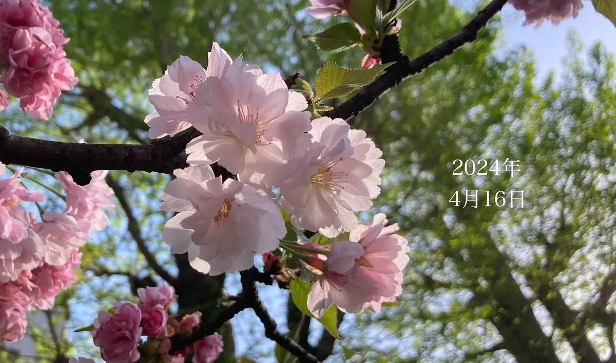4月16日