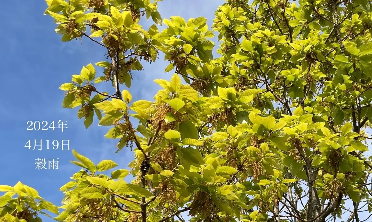 4月19日　穀雨