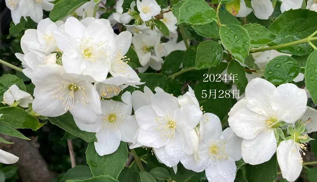 5月28日