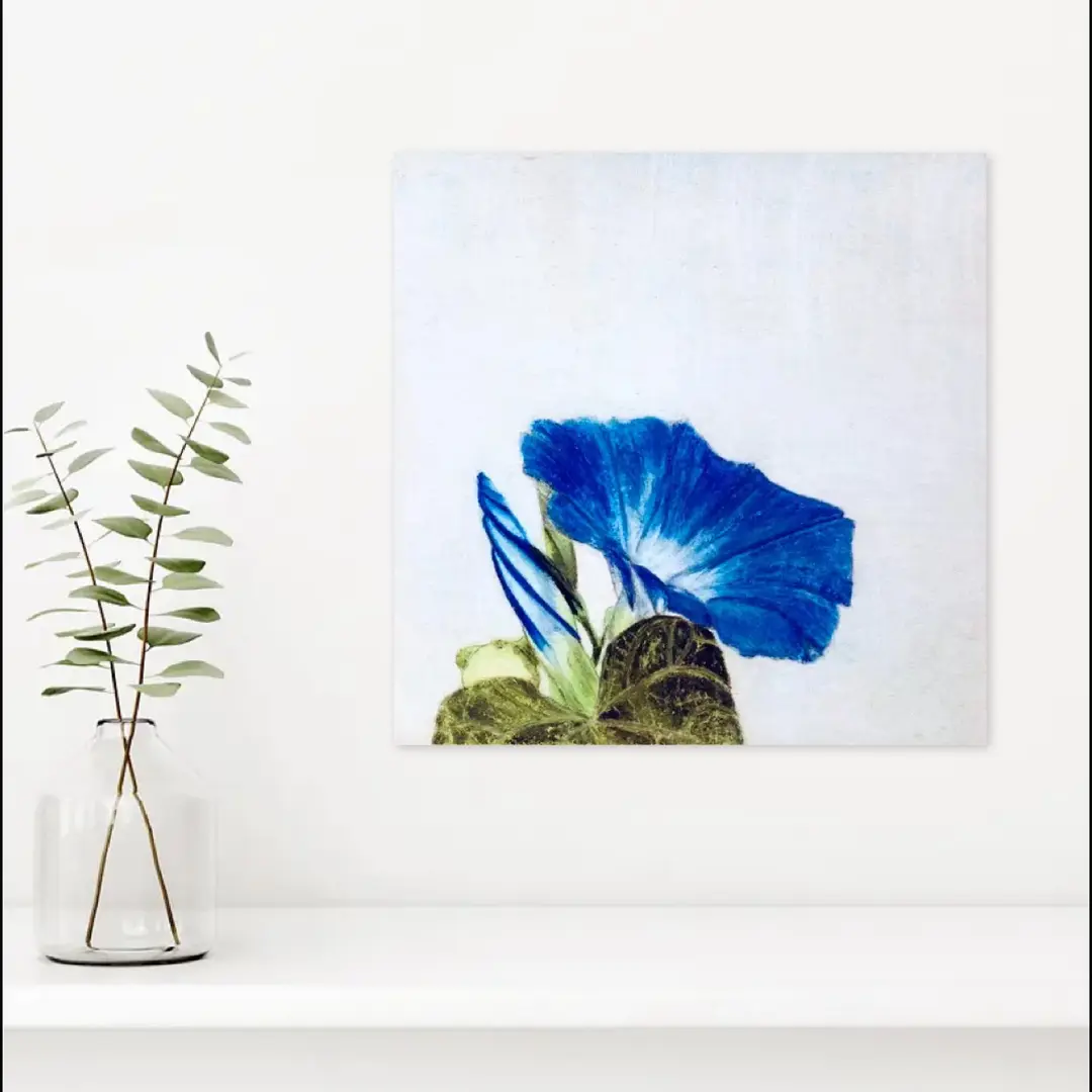 ドローイング作品「朝顔」