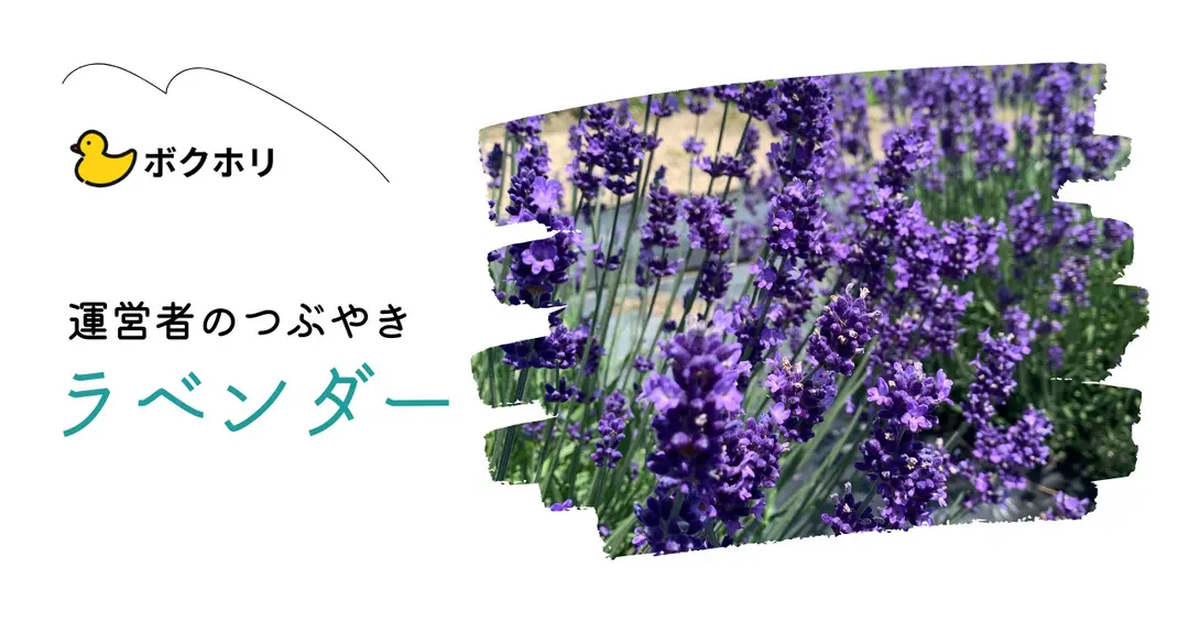 ＃３１　ラベンダー摘み取りに行きました