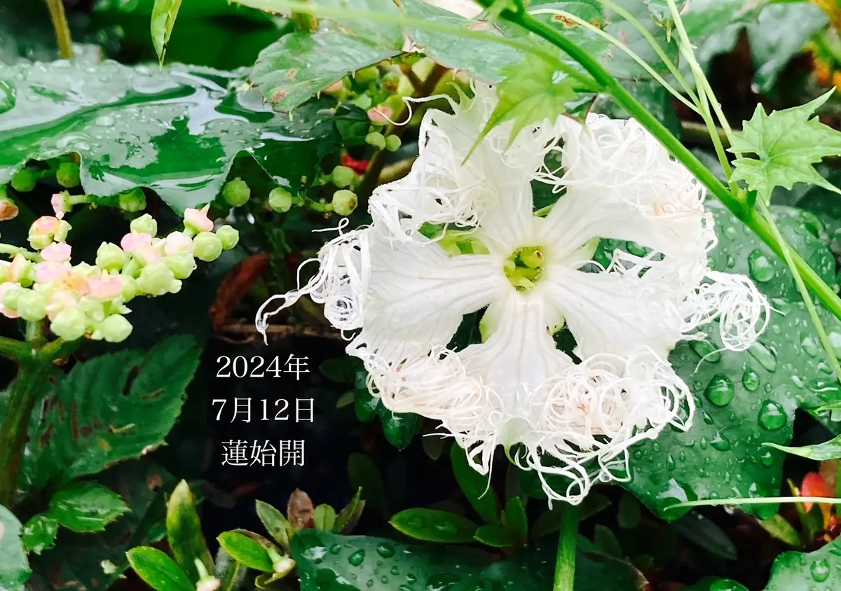 7月12日　蓮始開
