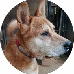 User Icon