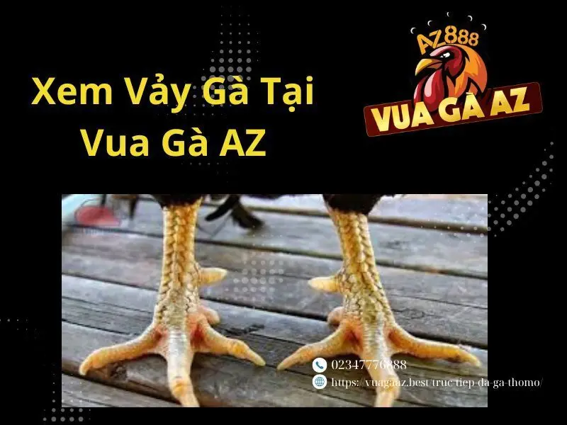 10 Vảy Gà Nên Chọn Khi Đá Gà - Hướng Dẫn Cách Xem Đá Gà Tại Vua Gà AZ