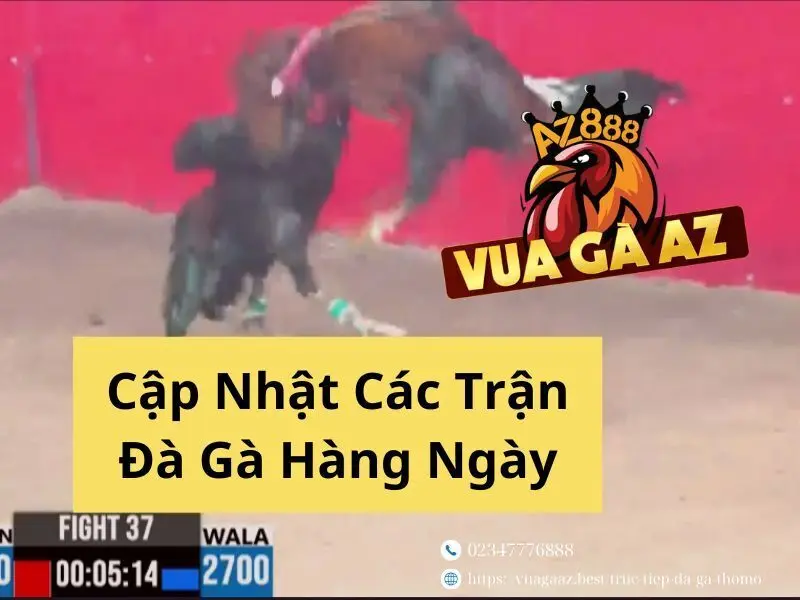 Xem Trực Tiếp Đá Gà Thomo - Phát Trực Tiếp Các Bồ Gà CPC1, CPC2, CPC3