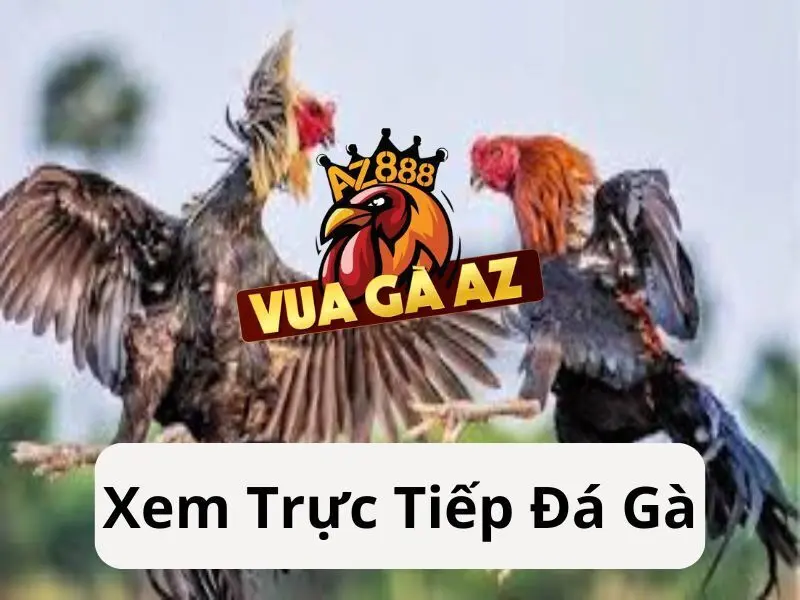 Xem Trực Tiếp Đá Gà Hàng Ngày Tại Trực Tiếp Đá Gà Thomo