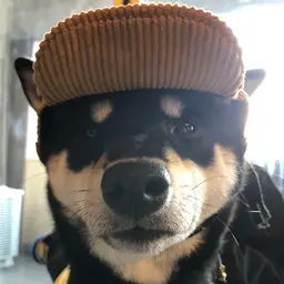 User Icon