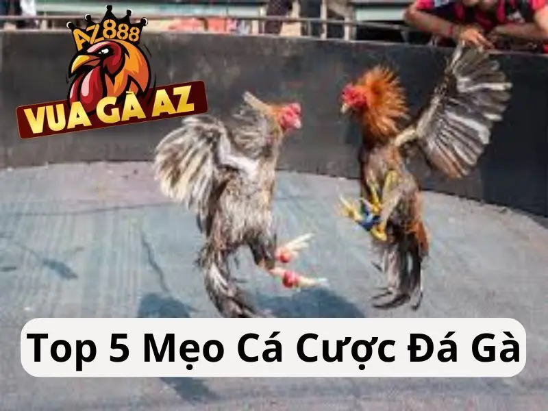 Top 5 Cách Chơi Cá Cược Đá Gà Luôn Thắng Tại Vua Gà AZ