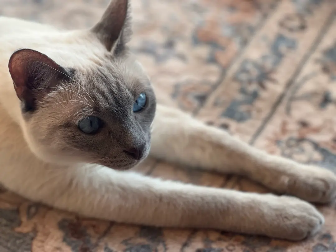 それが無理ならば、猫のように生きたい