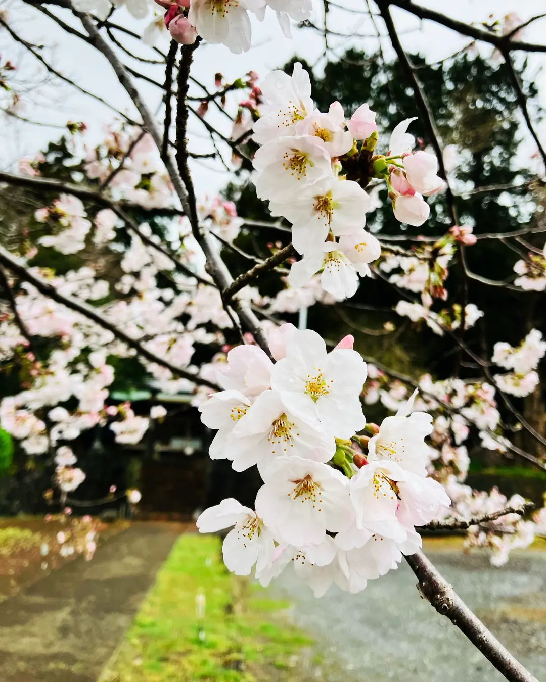 ピント