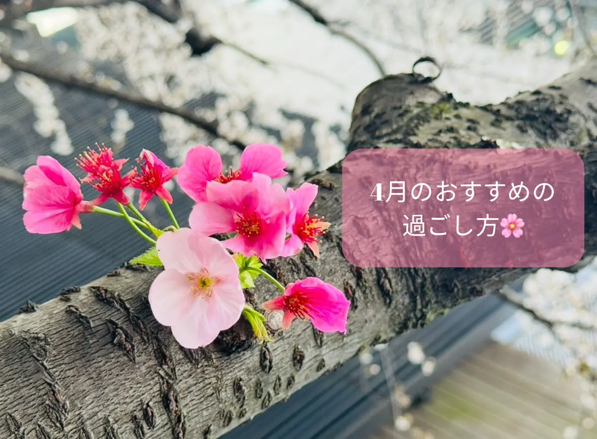 【4月のおすすめの過ごし方🍀】