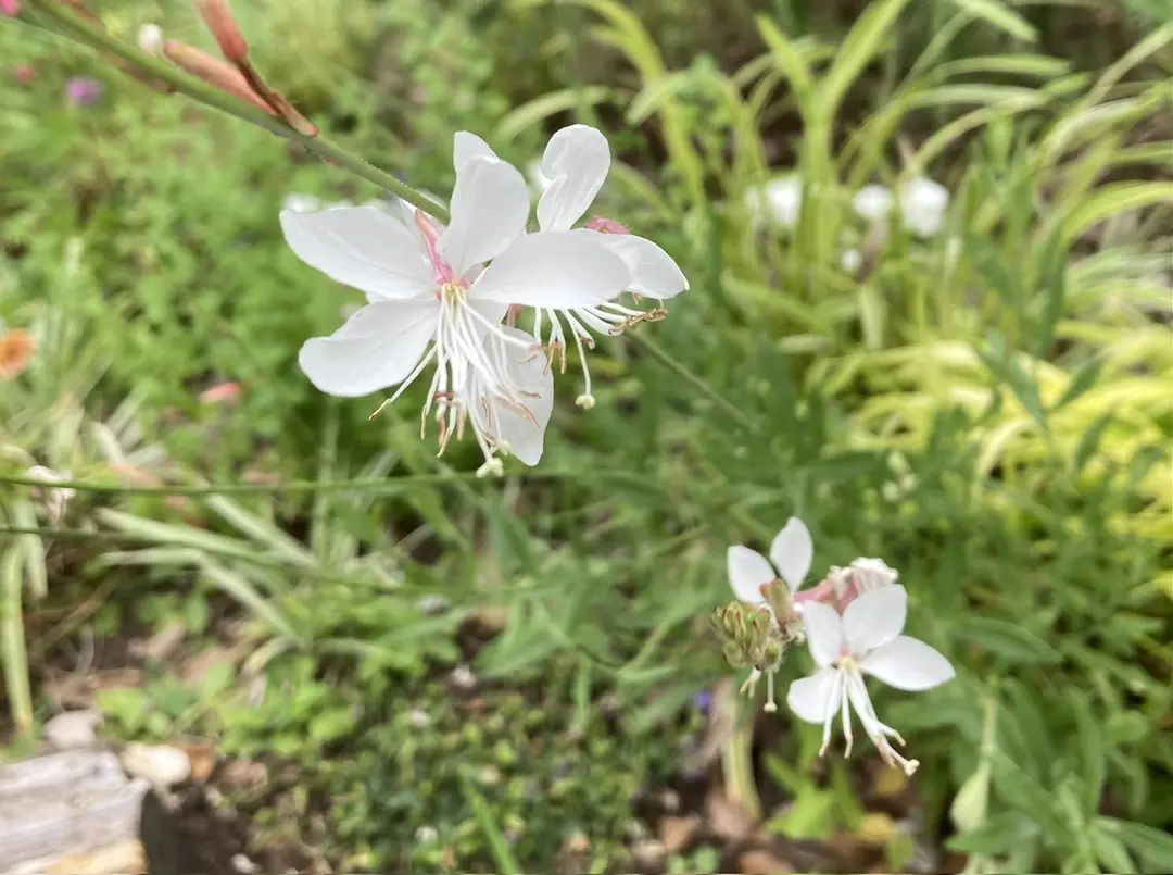 お花きれいだなぁ