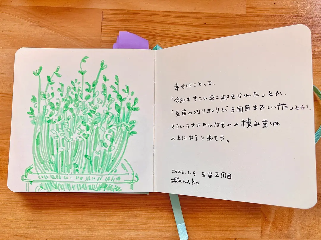 豆苗（2周目）