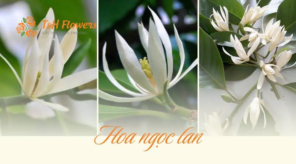 Hoa Ngọc Lan: Ý nghĩa, công dụng và cách trồng