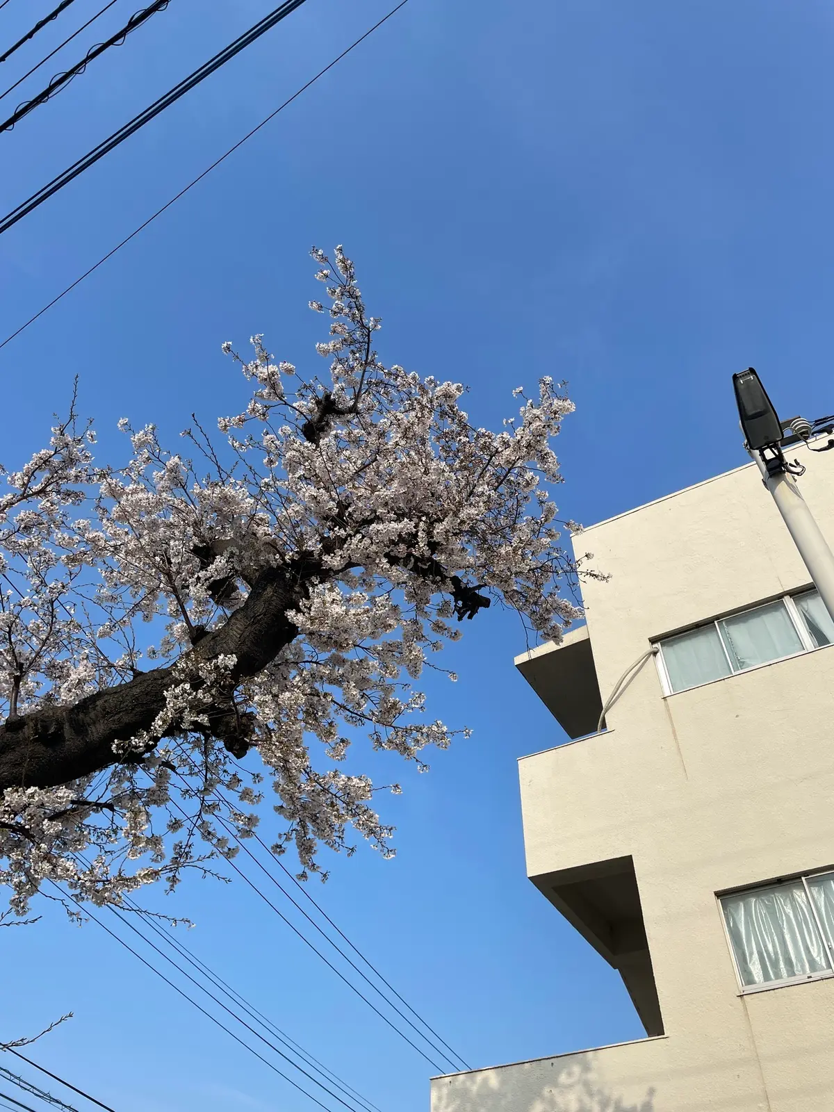 弥生の〼倶楽部員へ