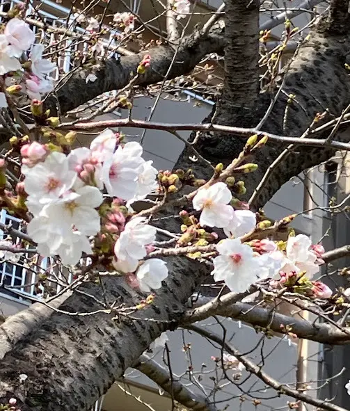 さくらさくら