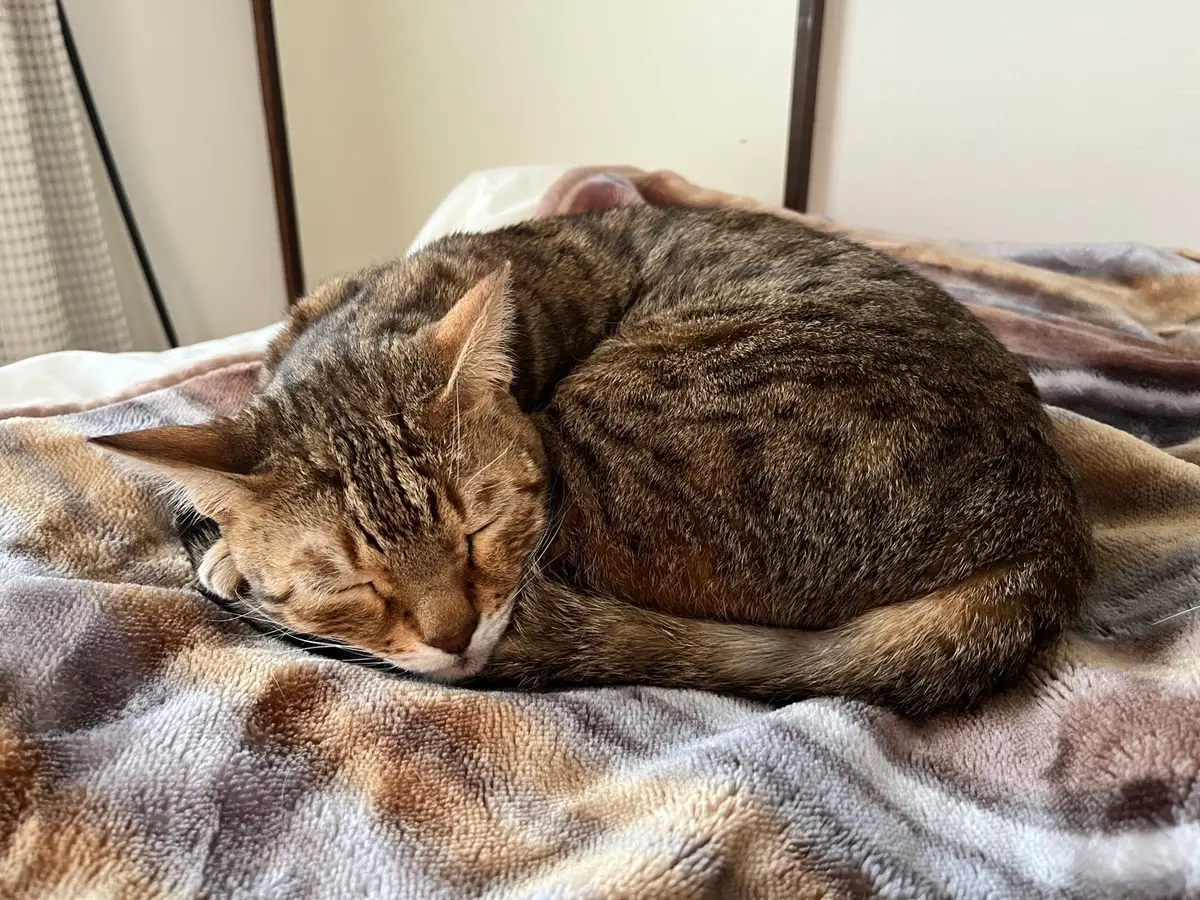 ありがとうZ