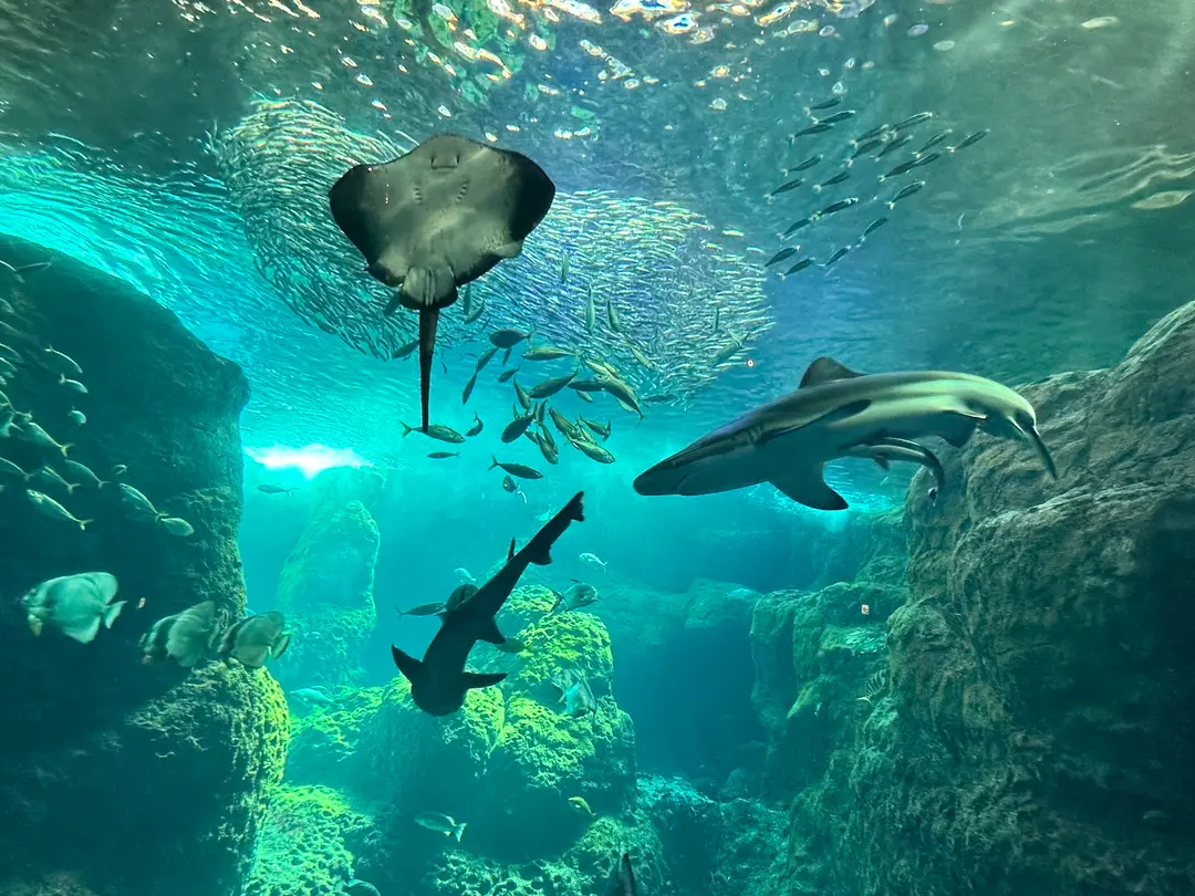 水族館の話