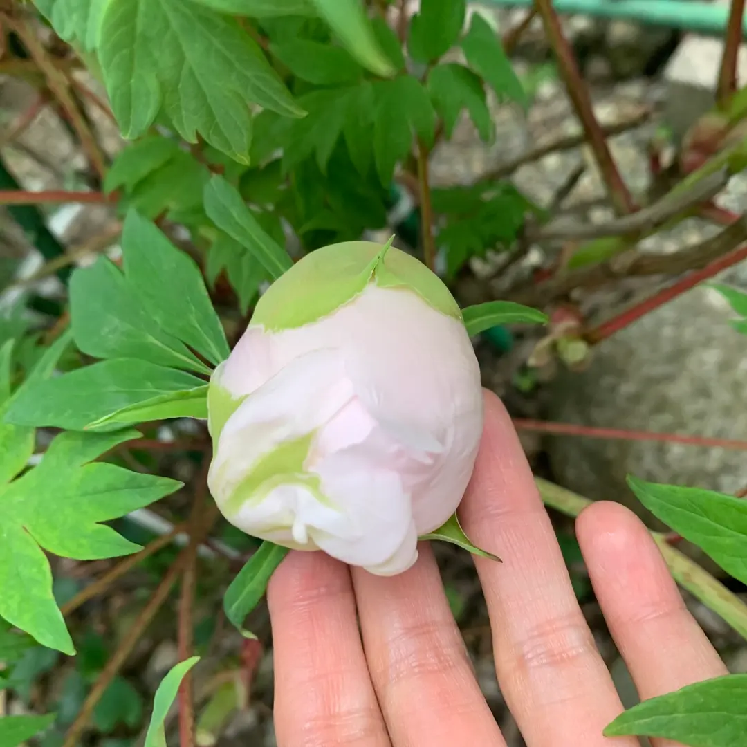 沈殿