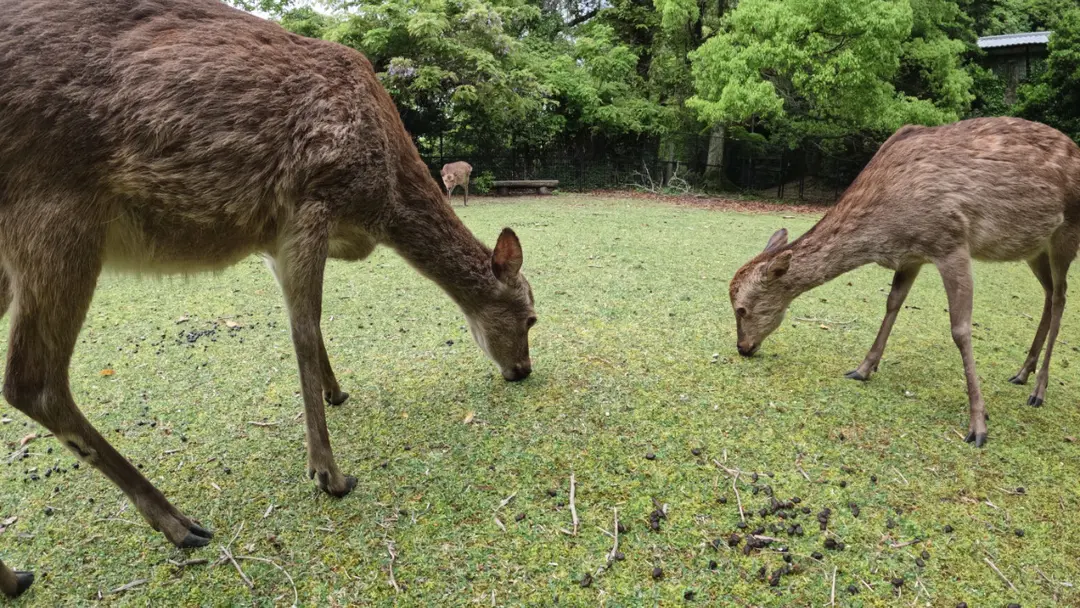 【動画】いつくしかサポーター限定の顔出しトーク