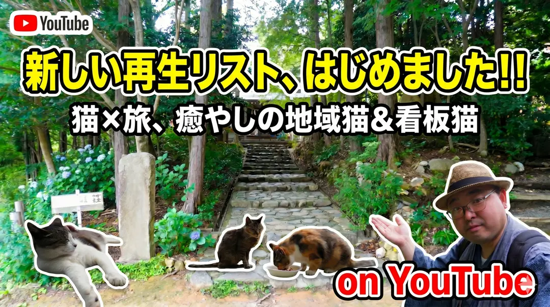 【猫×旅】全国のかわいい看板猫・地域猫たちとの出会いをまとめました🐾👘
