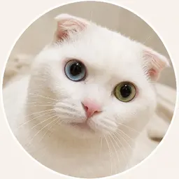 User Icon