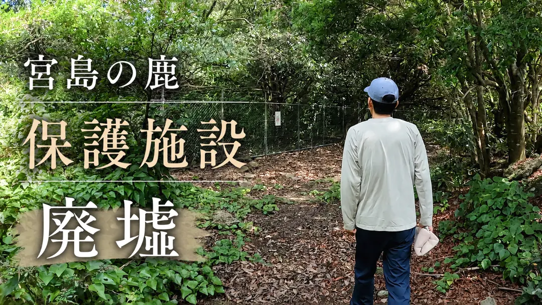 【動画】宮島の入浜と保護施設を視察しました