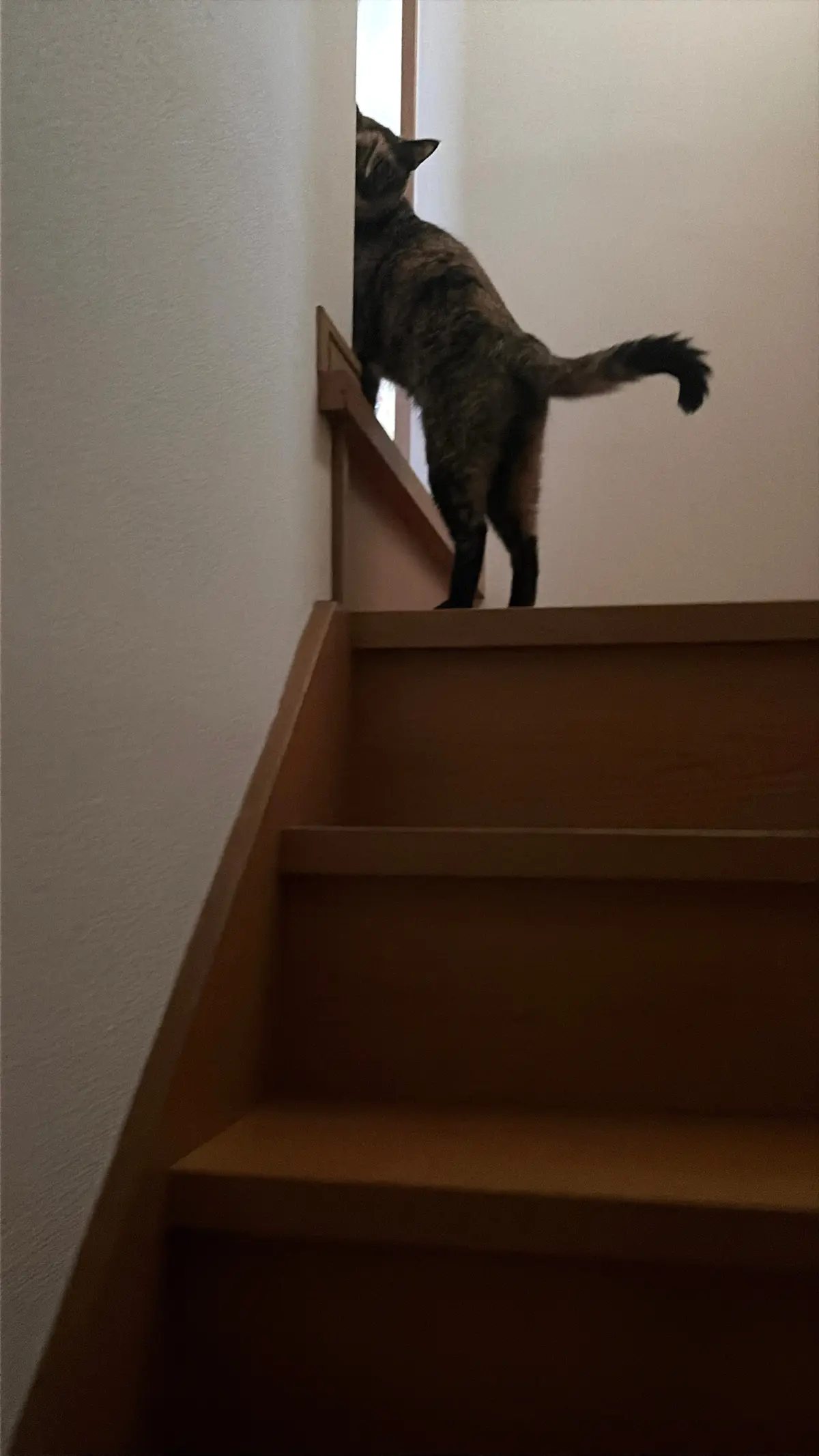 ながーいおつきあい🐾