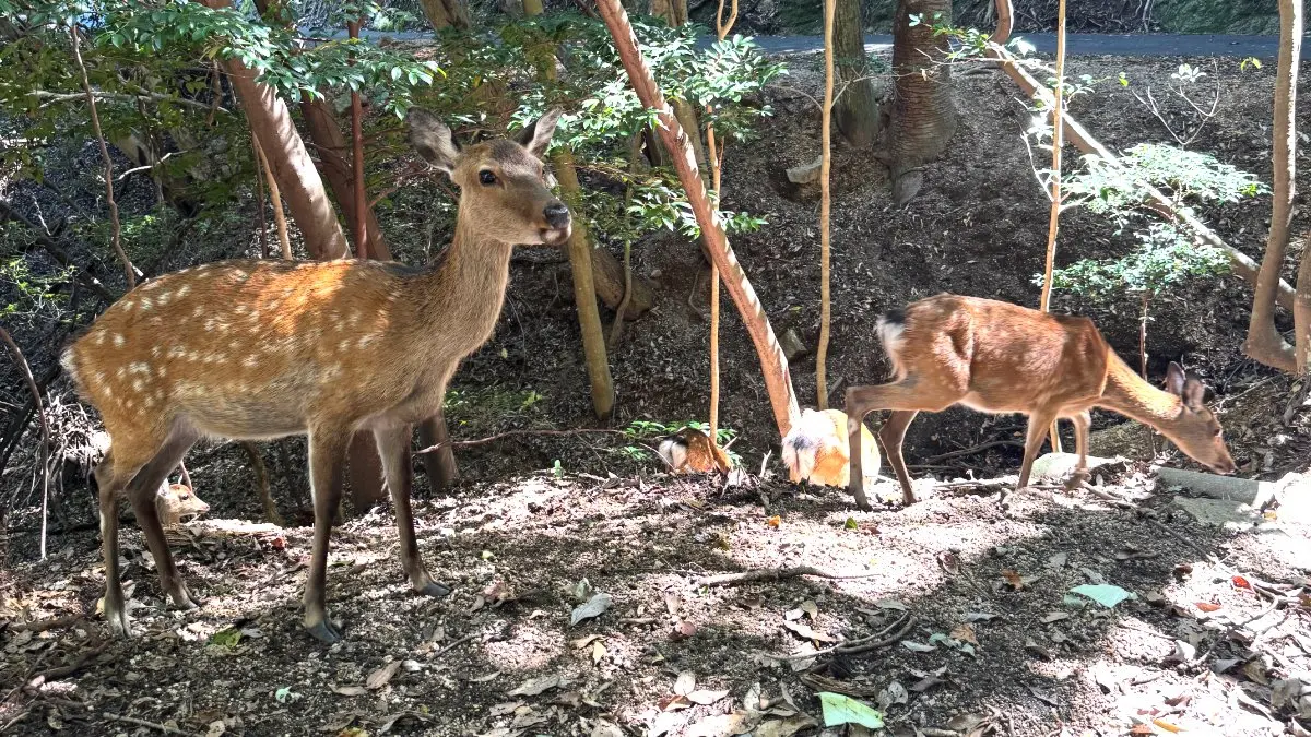 宮島での給餌と、最近の様子について🦌