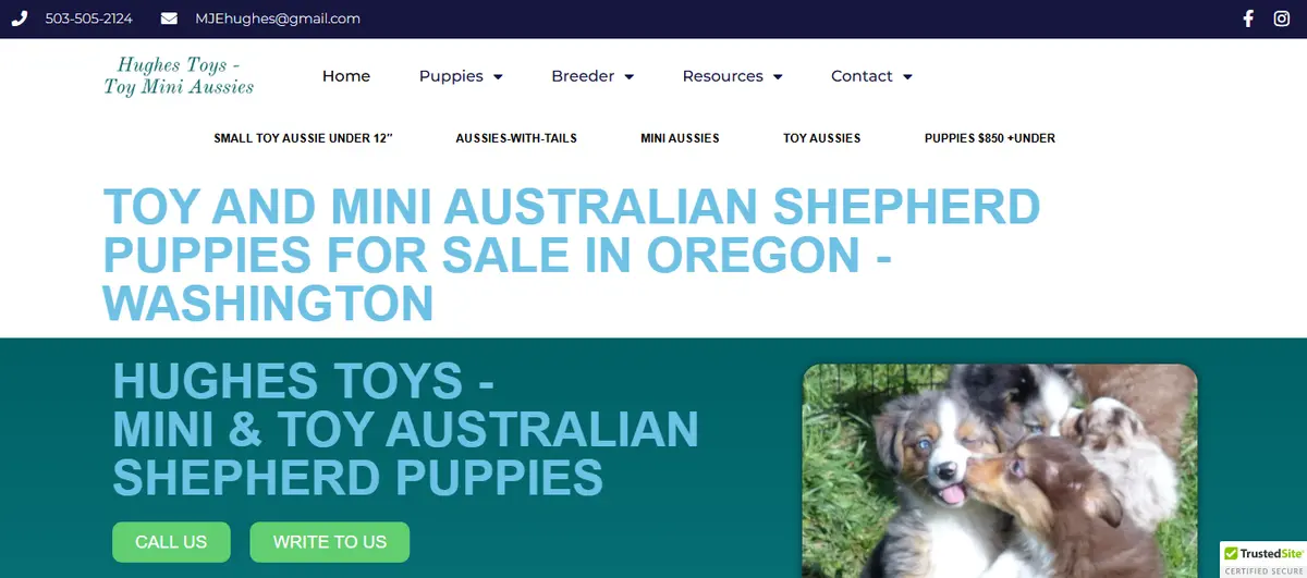 Finding a Healthy, Well-Raised Australian Shepherd Companion for Your Family