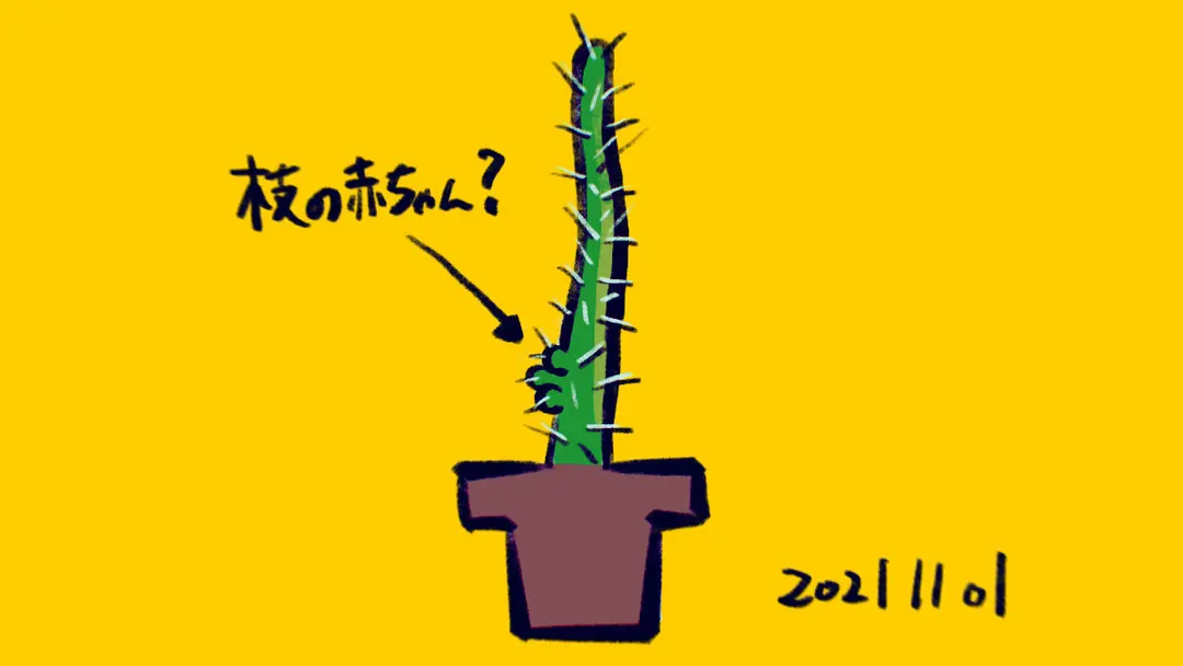 サボテンよく見たら枝の赤ちゃんみたいの生えてた