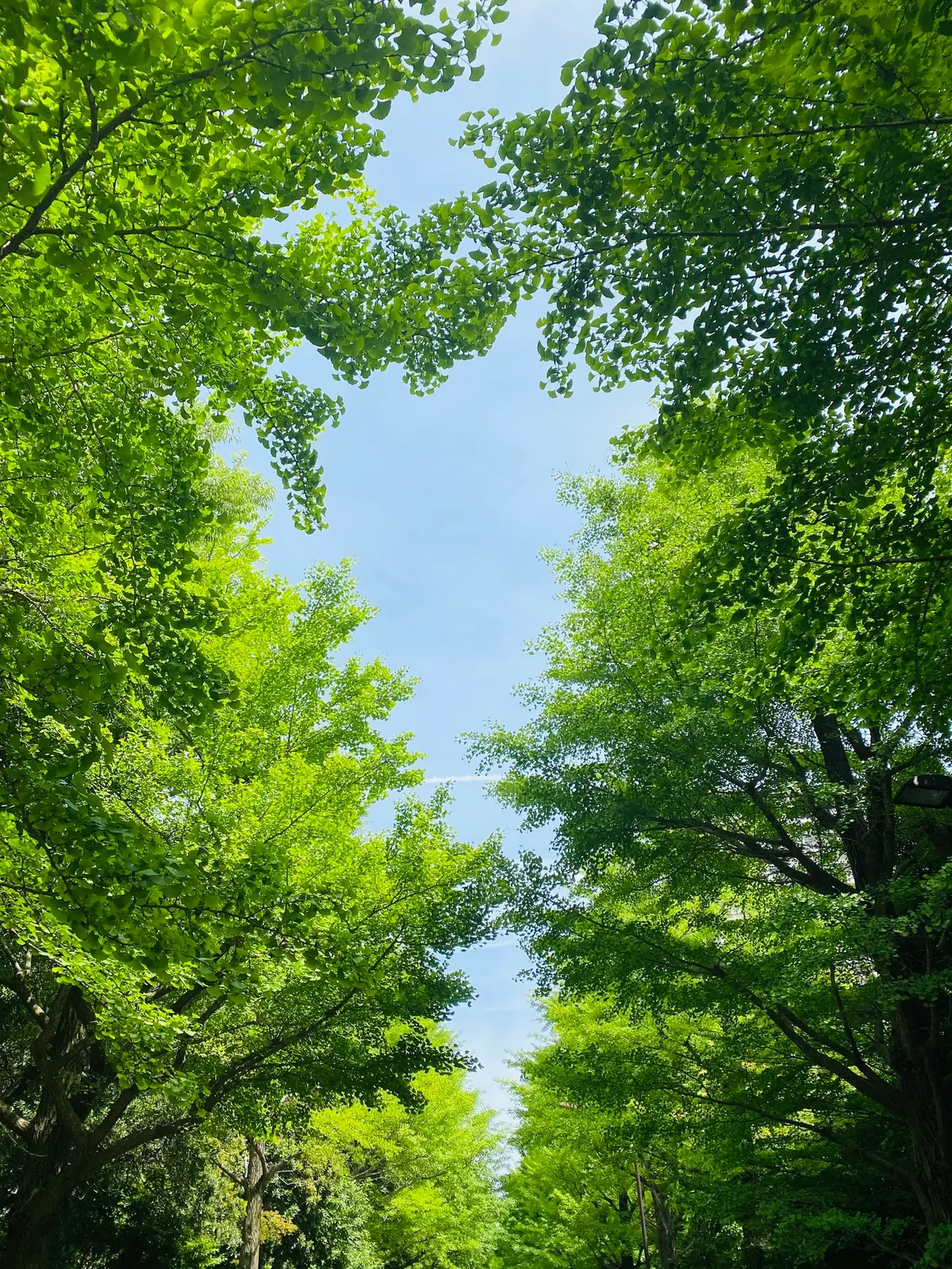 6月に入りました