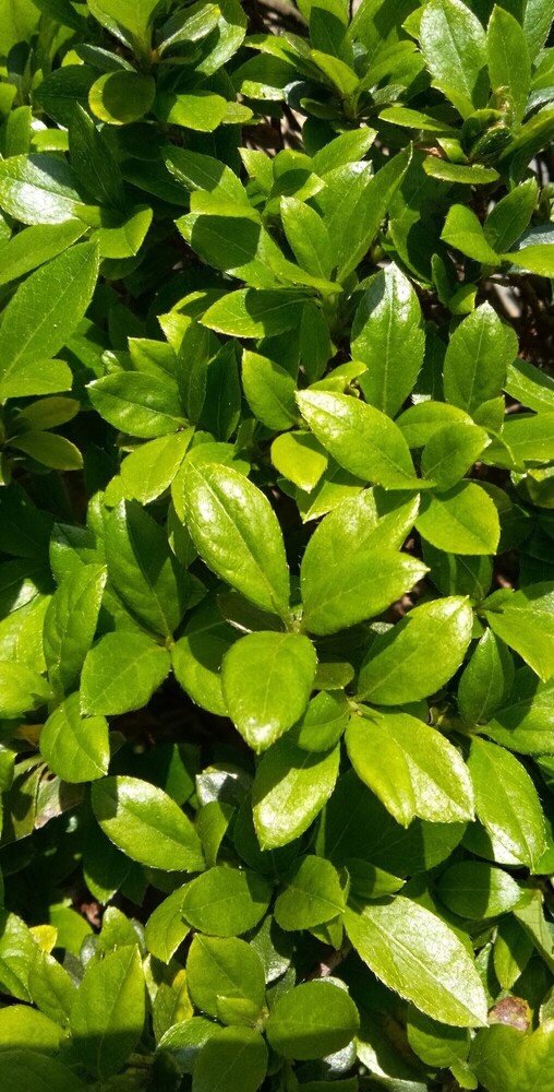 植物です