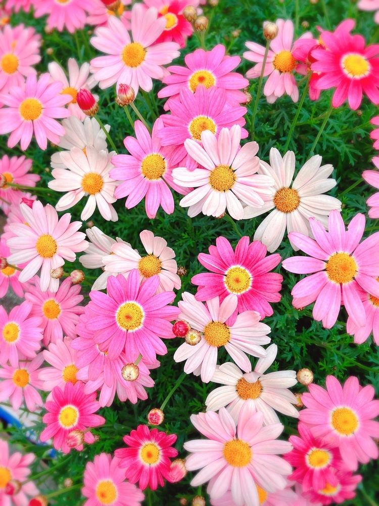 メンシプ加入ありがとうございます！