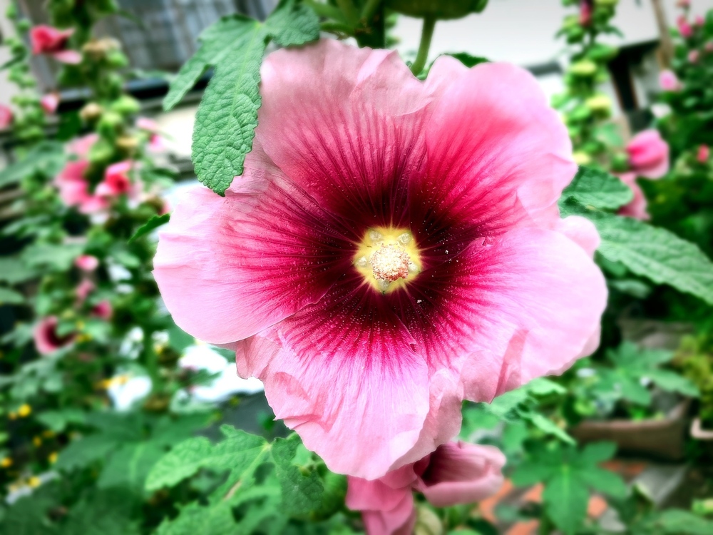 【出金報告】ご支援ありがとうございます！