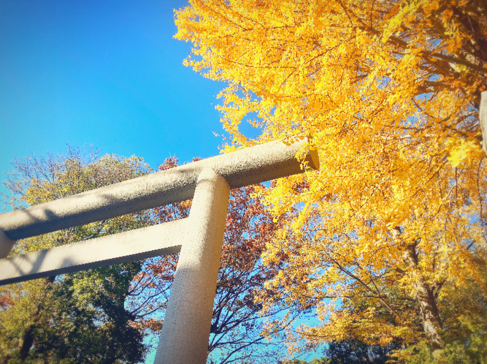 【近況】11月の活動報告