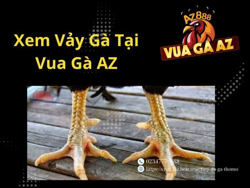 10 Vảy Gà Nên Chọn Khi Đá Gà - Hướng Dẫn Cách Xem Đá Gà Tại Vua Gà AZ