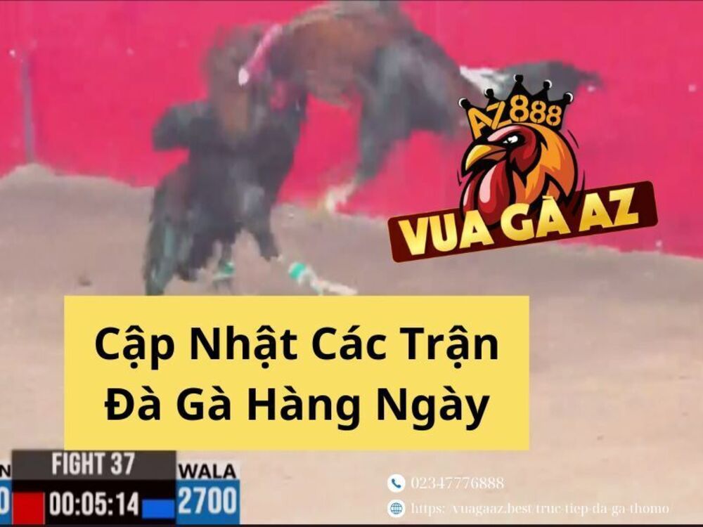 Xem Trực Tiếp Đá Gà Thomo - Phát Trực Tiếp Các Bồ Gà CPC1, CPC2, CPC3
