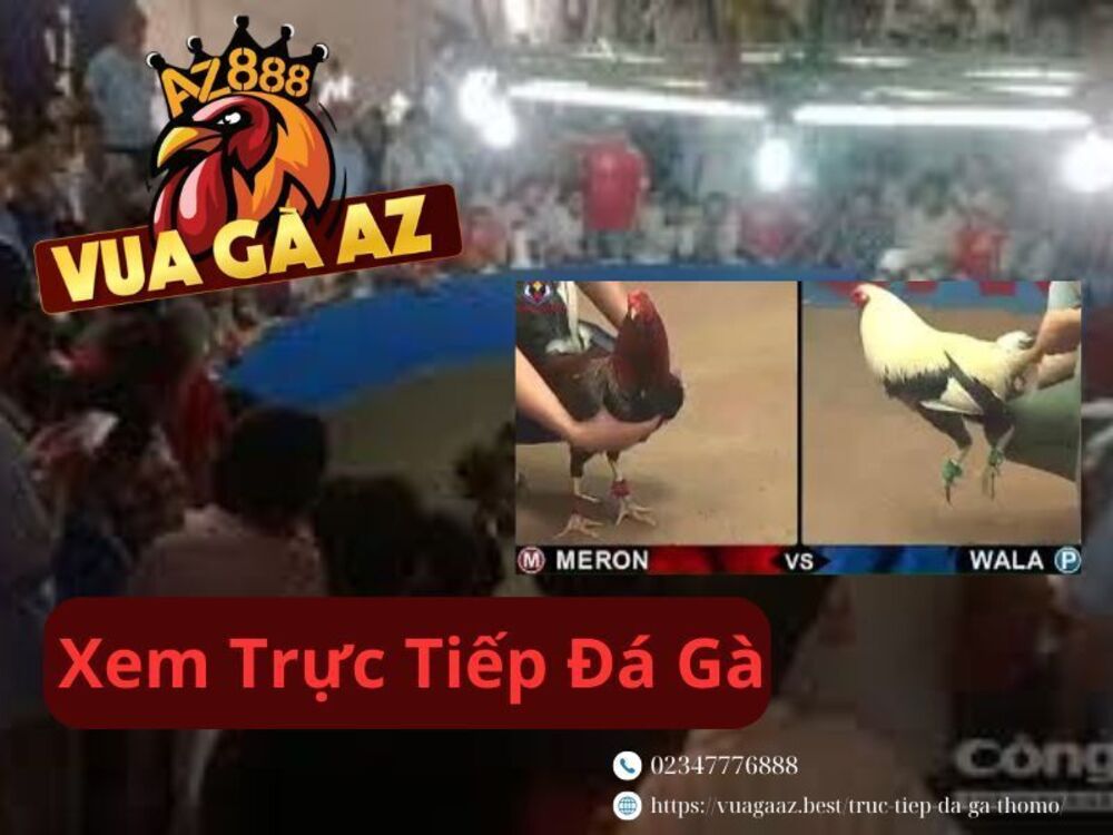 Trực Tiếp Đá Gà Thomo - Xem Đá Gà Hằng Ngày 