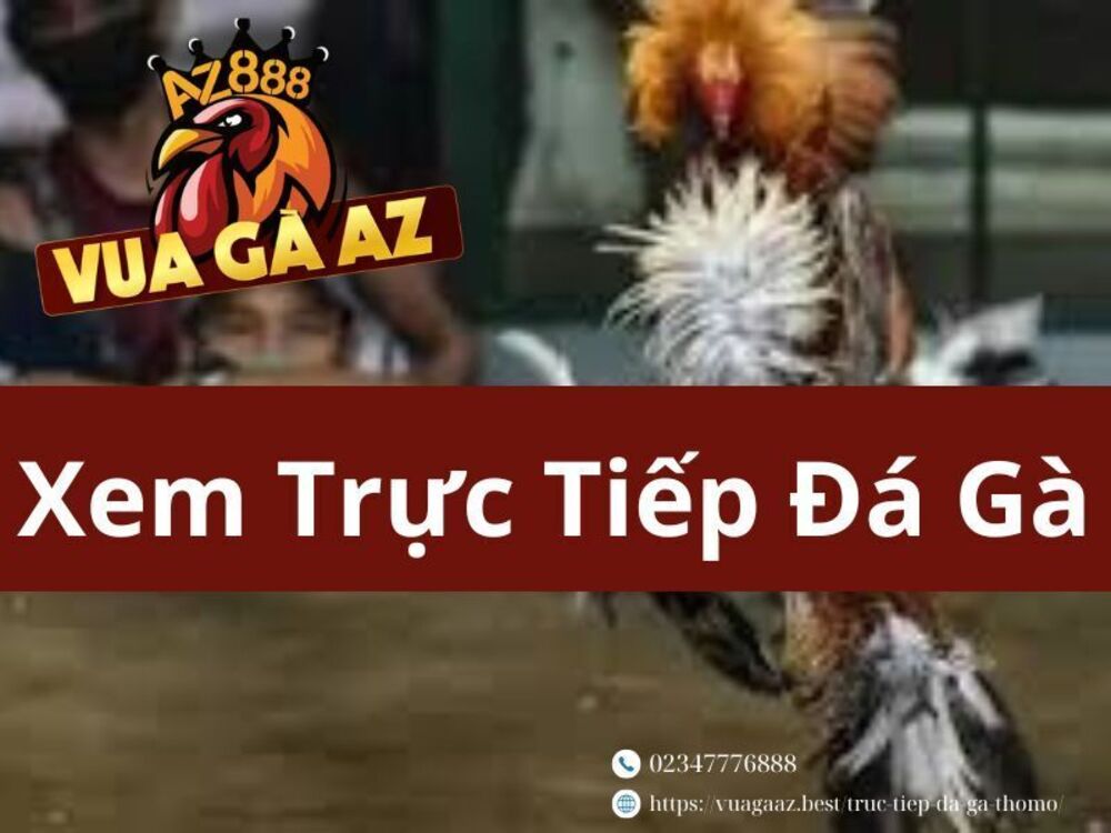 Chỉ 3 Bước Bạn Có Thể Xem Trực Tiếp Đá Gà Một Cách Dễ Dàng Tại Vua Gà AZ