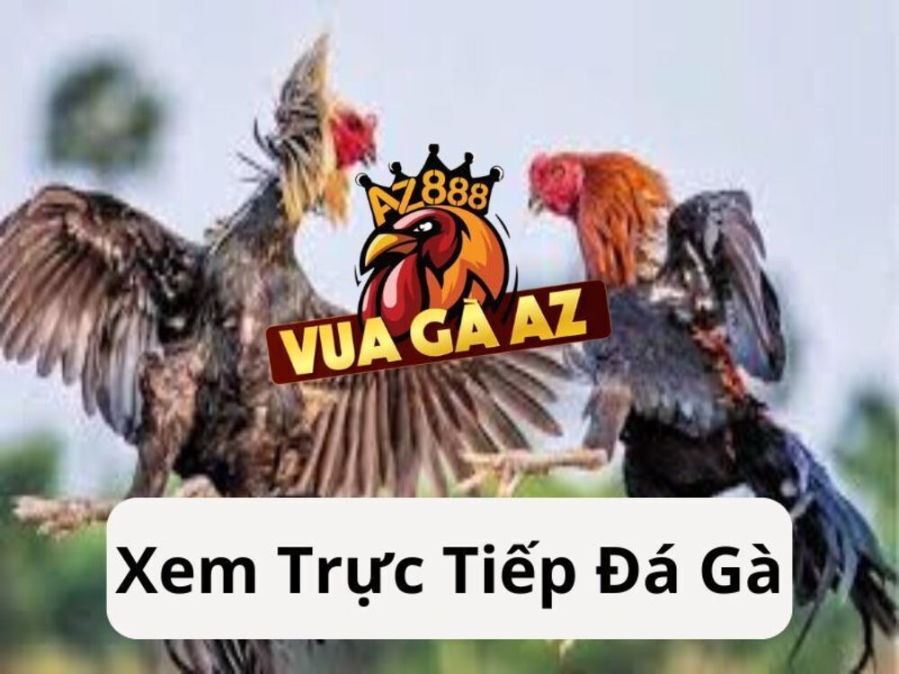 Xem Trực Tiếp Đá Gà Hàng Ngày Tại Trực Tiếp Đá Gà Thomo