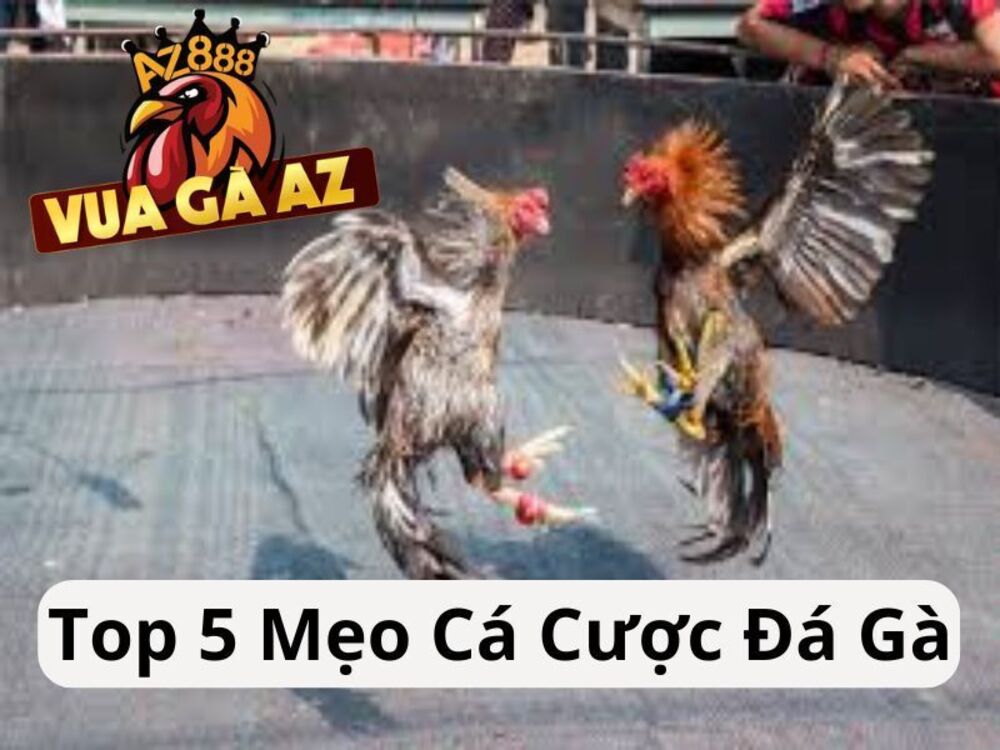Top 5 Cách Chơi Cá Cược Đá Gà Luôn Thắng Tại Vua Gà AZ