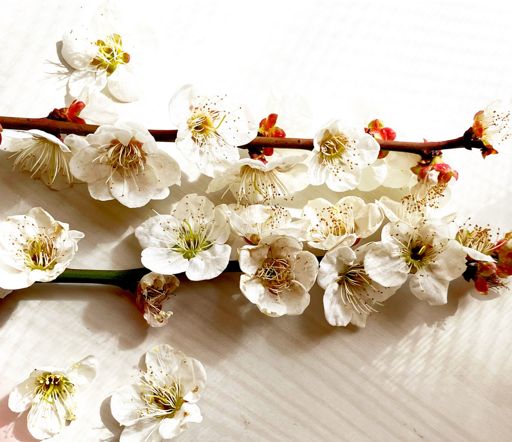 【近況】2月の活動報告